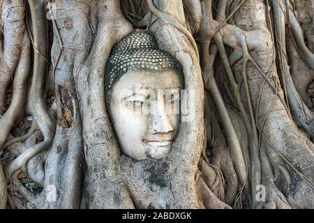 Buddha Kopf in Wurzeln von riesigen Baum gefangen. Berühmte Ayutthaya Wahrzeichen und UNESCO-Weltkulturerbe. Thailand Stockfoto