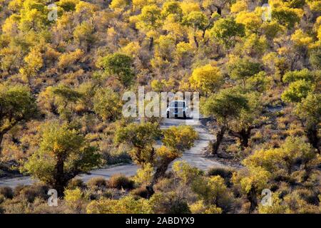 Ein Vogel der Wüste pappel holz an Yiwu County Hami Stadt Xinjiang im Nordwesten Chinas Uiguren Xinjiang autonome Region, 7. Oktober 2019. *** Lokale Stockfoto