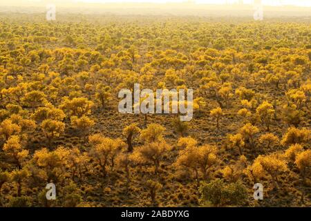 Ein Vogel der Wüste pappel holz an Yiwu County Hami Stadt Xinjiang im Nordwesten Chinas Uiguren Xinjiang autonome Region, 7. Oktober 2019. *** Lokale Stockfoto