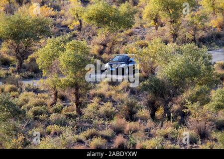 Ein Vogel der Wüste pappel holz an Yiwu County Hami Stadt Xinjiang im Nordwesten Chinas Uiguren Xinjiang autonome Region, 7. Oktober 2019. *** Lokale Stockfoto