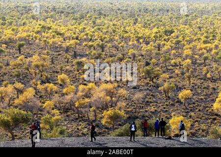 Ein Vogel der Wüste pappel holz an Yiwu County Hami Stadt Xinjiang im Nordwesten Chinas Uiguren Xinjiang autonome Region, 7. Oktober 2019. *** Lokale Stockfoto