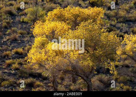 Ein Vogel der Wüste pappel holz an Yiwu County Hami Stadt Xinjiang im Nordwesten Chinas Uiguren Xinjiang autonome Region, 7. Oktober 2019. *** Lokale Stockfoto