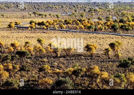 Ein Vogel der Wüste pappel holz an Yiwu County Hami Stadt Xinjiang im Nordwesten Chinas Uiguren Xinjiang autonome Region, 7. Oktober 2019. *** Lokale Stockfoto