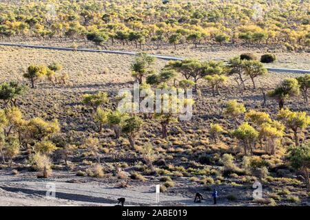 Ein Vogel der Wüste pappel holz an Yiwu County Hami Stadt Xinjiang im Nordwesten Chinas Uiguren Xinjiang autonome Region, 7. Oktober 2019. *** Lokale Stockfoto