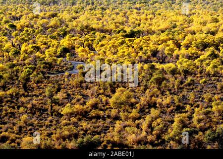 Ein Vogel der Wüste pappel holz an Yiwu County Hami Stadt Xinjiang im Nordwesten Chinas Uiguren Xinjiang autonome Region, 7. Oktober 2019. *** Lokale Stockfoto