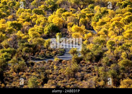 Ein Vogel der Wüste pappel holz an Yiwu County Hami Stadt Xinjiang im Nordwesten Chinas Uiguren Xinjiang autonome Region, 7. Oktober 2019. *** Lokale Stockfoto