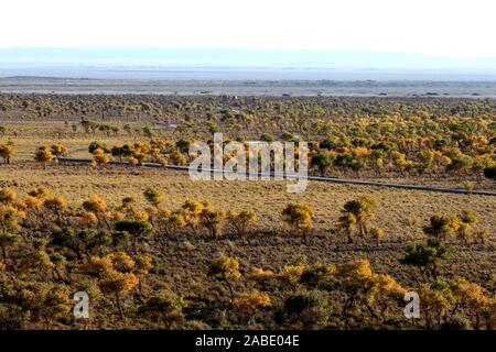 Ein Vogel der Wüste pappel holz an Yiwu County Hami Stadt Xinjiang im Nordwesten Chinas Uiguren Xinjiang autonome Region, 7. Oktober 2019. *** Lokale Stockfoto