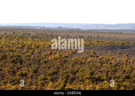 Ein Vogel der Wüste pappel holz an Yiwu County Hami Stadt Xinjiang im Nordwesten Chinas Uiguren Xinjiang autonome Region, 7. Oktober 2019. *** Lokale Stockfoto