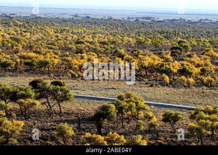 Ein Vogel der Wüste pappel holz an Yiwu County Hami Stadt Xinjiang im Nordwesten Chinas Uiguren Xinjiang autonome Region, 7. Oktober 2019. *** Lokale Stockfoto