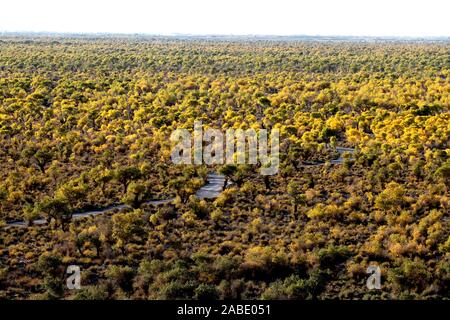 Ein Vogel der Wüste pappel holz an Yiwu County Hami Stadt Xinjiang im Nordwesten Chinas Uiguren Xinjiang autonome Region, 7. Oktober 2019. *** Lokale Stockfoto