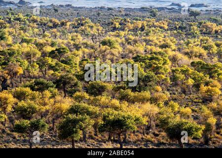 Ein Vogel der Wüste pappel holz an Yiwu County Hami Stadt Xinjiang im Nordwesten Chinas Uiguren Xinjiang autonome Region, 7. Oktober 2019. *** Lokale Stockfoto