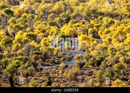 Ein Vogel der Wüste pappel holz an Yiwu County Hami Stadt Xinjiang im Nordwesten Chinas Uiguren Xinjiang autonome Region, 7. Oktober 2019. *** Lokale Stockfoto