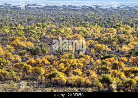 Ein Vogel der Wüste pappel holz an Yiwu County Hami Stadt Xinjiang im Nordwesten Chinas Uiguren Xinjiang autonome Region, 7. Oktober 2019. *** Lokale Stockfoto