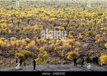 Ein Vogel der Wüste pappel holz an Yiwu County Hami Stadt Xinjiang im Nordwesten Chinas Uiguren Xinjiang autonome Region, 7. Oktober 2019. *** Lokale Stockfoto