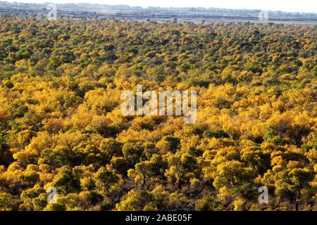 Ein Vogel der Wüste pappel holz an Yiwu County Hami Stadt Xinjiang im Nordwesten Chinas Uiguren Xinjiang autonome Region, 7. Oktober 2019. *** Lokale Stockfoto