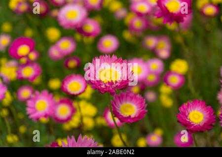 Australian native Papier daisy flower Nahaufnahme Natur Hintergrund. Selektiver Fokus, flacher DOF Stockfoto