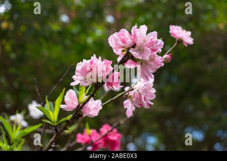 Blühende Zweig der Baumstruktur von Prunus Persica oder blühenden Pfirsich, malerischen Zierbäume berühmt für seine Frühlingsblumen. Natur Hintergrund Stockfoto