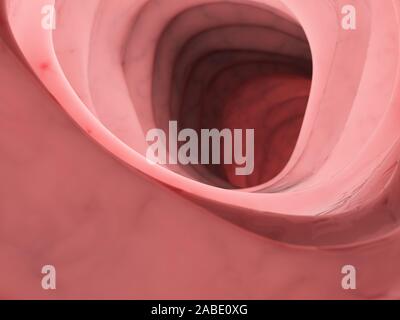 3D-gerenderte medizinisch genauen Abbildung des Inneren des menschlichen Darm Stockfoto