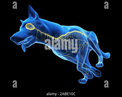 3d-medizinisch genaue Abbildung eines Hunde nervös gemacht Stockfoto