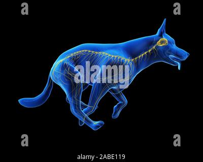 3d-medizinisch genaue Abbildung eines Hunde nervös gemacht Stockfoto