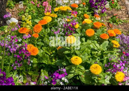 Die hellen und bunten Blumenbeet an einem sonnigen Tag. Spting, Frühling Natur Hintergrund Stockfoto