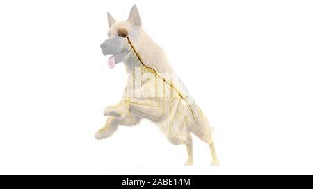 3d-medizinisch genaue Abbildung eines Hunde nervös gemacht Stockfoto