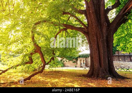 Gigantischer Lindenbaum sorgt im Sommer für Schatten und Glanz Stockfoto