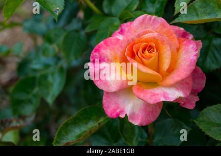 Natur Hintergrund rosa und gelbe Rose Blume in voller Blüte. Platz kopieren Stockfoto