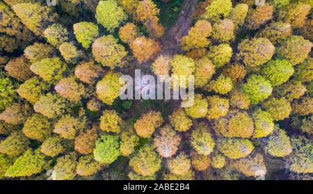 Luftaufnahme der metasequoia, auch als Dawn aus rotem Holz Wald in Sihong Grafschaft, Stadt Suqian, der ostchinesischen Provinz Jiangsu, 26. Oktober 2019. Stockfoto
