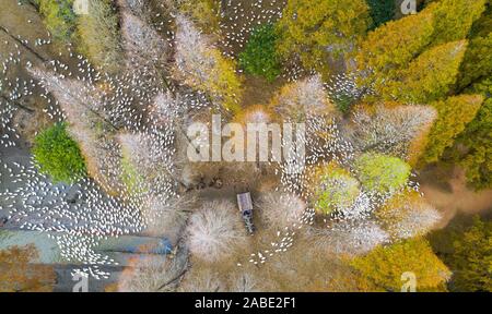 Luftaufnahme der metasequoia, auch als Dawn aus rotem Holz Wald in Sihong Grafschaft, Stadt Suqian, der ostchinesischen Provinz Jiangsu, 26. Oktober 2019. Stockfoto