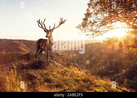 Big Hirsch im Herbstlicht steht auf einer Klippe in Der Nationalpark Harz Stockfoto