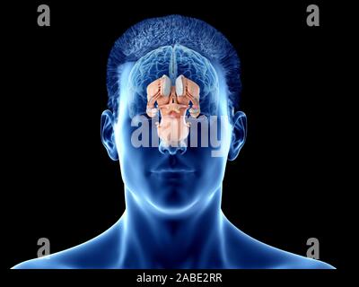 3D-gerenderte Medizinisch genaue Abbildung der Anatomie des Gehirns - Der interne Anatomie Stockfoto