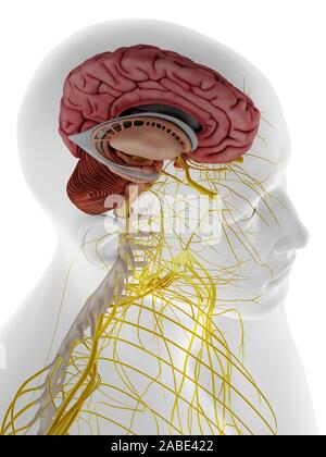 3D-gerenderte Medizinisch genaue Abbildung der internen Anatomie des Gehirns Stockfoto