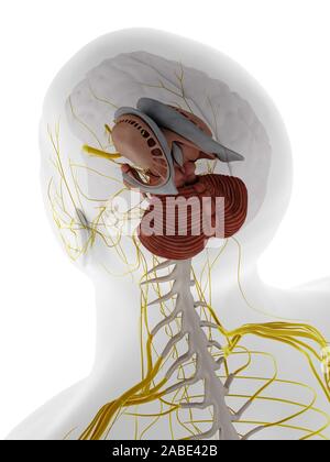 3D-gerenderte Medizinisch genaue Abbildung der internen Anatomie des Gehirns Stockfoto