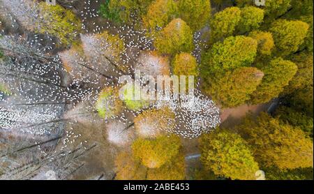 Luftaufnahme der metasequoia, auch als Dawn aus rotem Holz Wald in Sihong Grafschaft, Stadt Suqian, der ostchinesischen Provinz Jiangsu, 26. Oktober 2019. Stockfoto