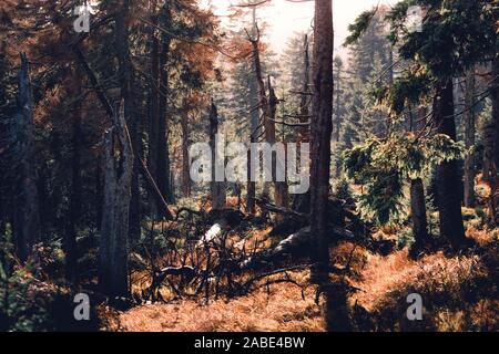 Farbenfroher Herbst im Nationalpark Harz Stockfoto