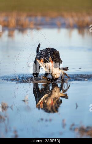 Ein schwarzer Labrador Retriever mit einer Stockente in North Dakota Stockfoto