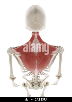 3D-gerenderte medizinisch genauen Abbildung des Trapezius Stockfoto