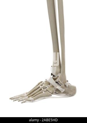 3D-gerenderte Medizinisch genaue Abbildung der Bänder des Fußes Stockfoto