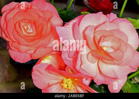 Begonie. Art Non-Stop Citus. In der Nähe von zwei pink rose art Blumen. Stockfoto