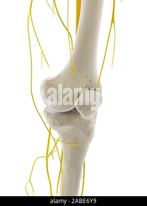 3D-gerenderte Medizinisch genaue Abbildung der Nerven des Knie Stockfoto