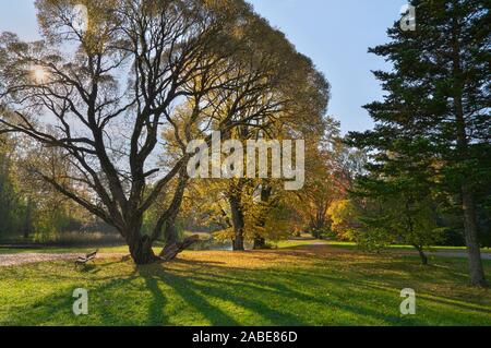 Sonne scheint durch die schönen alten Bäume im Park farbige im Herbst Farben mit Schatten fallen auf das gelbe Blatt Laub und grünen Rasen Stockfoto