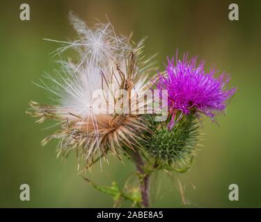 Nahaufnahme einer blühenden Thistle Blume und einer über blühende Distel (Samen Kopf) Stockfoto