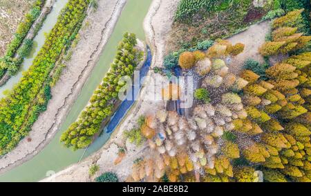 Luftaufnahme der metasequoia, auch als Dawn aus rotem Holz Wald in Sihong Grafschaft, Stadt Suqian, der ostchinesischen Provinz Jiangsu, 26. Oktober 2019. Stockfoto