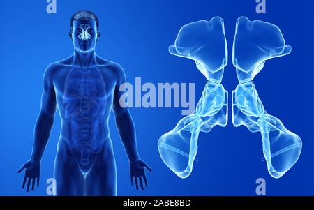 3d-medizinisch genaue Abbildung der männlichen gerendert Nebenhöhlen Stockfoto