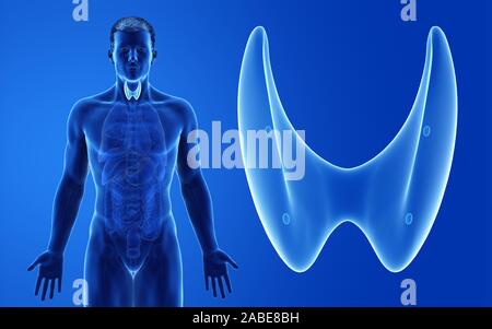 3D-gerenderte Medizinisch genaue Abbildung der männlichen Schilddrüse Stockfoto
