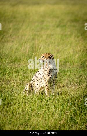 Gepardin sitzt, drehen den Kopf in der Savanne Stockfoto
