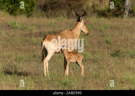 Weibliche hartebeest Krankenschwestern Baby in sonnendurchfluteten Savannah Stockfoto