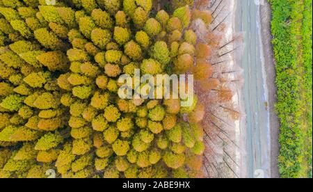 Luftaufnahme der metasequoia, auch als Dawn aus rotem Holz Wald in Sihong Grafschaft, Stadt Suqian, der ostchinesischen Provinz Jiangsu, 26. Oktober 2019. Stockfoto