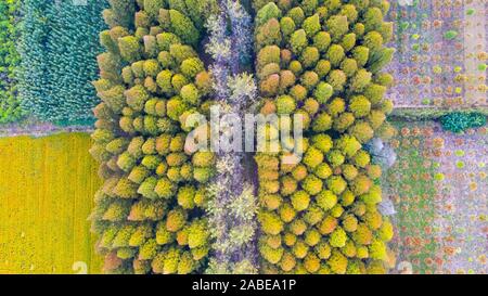 Luftaufnahme der metasequoia, auch als Dawn aus rotem Holz Wald in Sihong Grafschaft, Stadt Suqian, der ostchinesischen Provinz Jiangsu, 26. Oktober 2019. Stockfoto